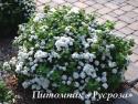 Спирея березолистная «Island» (Айленд) (Spiraea betulifolia)