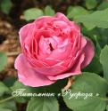 GARTENPRINZESSIN MARIE-JOSE (Гартенпринцессин Мари-Йозэ)