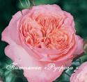 ROSE DE CORNOUAILLE