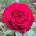 ROSEMANTIC RED (Роземантик Ред)