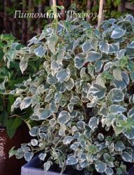 Гортензия черешковая (плетистая)  (Hydrangea anomala subsp. petiolaris ) "Silver Lining"  (Сильве Лайнин)
