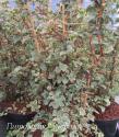 Гортензия черешковая (плетистая)  (Hydrangea anomala subsp. petiolaris ) "Silver Lining"  (Сильве Лайнин)