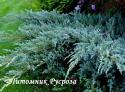 Можжевельник чешуйчатый "Блю Карпет" (BLUE CARPET)