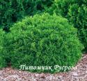 Туя западная "Хозери" (HOSERI)