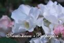 ROSA OMEIENSIS PTERACANTHA (Роза Омензис Птераканта)