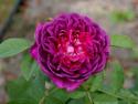 REINE DES VIOLETTE (Рен де Виолетт)