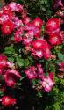 SPLENDENS (ROSA GALLICA SPLENDENS) (Роза Галлика Спленденс, Валаамская роза)