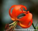 Лилия Азиатская PUMILUM (Tenuifolium) (Пумилум)