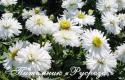 Астра новобельгийская "White Ladies" (Symphyotrichum novi-belgii)