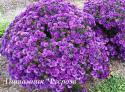 Астра новоанглийская "Purple Dome" (Symphyotrichum novae-angliae)
