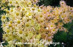 Хризантема "Mary Stoker" (Chrysanthemum)