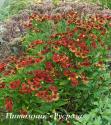 Гелениум "Red Jewel" (Helenium autumnale)