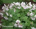 Герань кембриджская "Biokovo" (Geranium cantabrigiense)