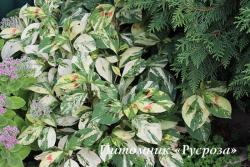 Горец виргинский "Painter's Palette"  (Persicaria virginiana)
