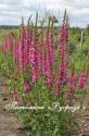 Дербенник иволистный "Robert" (Lythrum salicaria)
