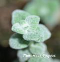 Душица круглолистная "Teddy" (Origanum rotundifolium)