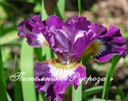 Ирис сибирский "Contrast in Styles" (Iris sibirica)