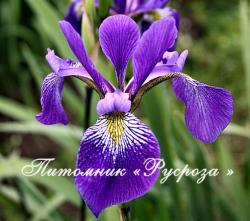 Ирис пестрый "Dark Aura" (Iris versicolor)