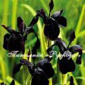 Ирис золотисто-расписной "Black Form" (Iris chrysographes)