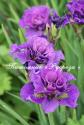 Ирис сибирский "Bundle of Joy" (Iris sibirica)