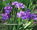 Ирис сибирский "Concord Crush" (Iris sibirica)