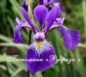 Ирис пестрый "Dark Aura" (Iris versicolor)
