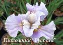 Ирис сибирский "Dawn Waltz" (Iris sibirica) (Schafer-Sacks, 1998)