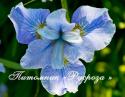 Ирис сибирский "Dear Delight" (Iris sibirica)