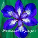 Ирис сибирский "I see Stars" (Iris sibirica)