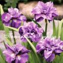 Ирис сибирский "Imperial Opal"  (Iris sibirica) (Bob Bauer и John Coble , R. 2001)