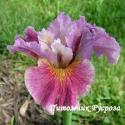 Ирис "Fancy me This" (Iris sibirica)