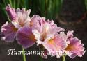 Ирис "Fancy me This" (Iris sibirica)