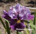Ирис "Mad Hat" (Iris sibirica)