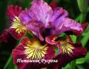 Ирис "Miss Apple" (Iris sibirica)