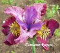 Ирис "Miss Apple" (Iris sibirica)