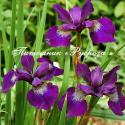 Ирис сибирский "Teal Velvet" (Iris sibirica)