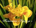 Ирис "Albo Variegata" (Iris pseudocorus)