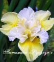 Ирис сибирский "Yellow Tail" (Iris sibirica)