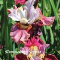 Ирис "Cherry Fling" (Iris sibirica)