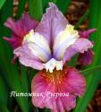 Ирис "Cherry Fling" (Iris sibirica)