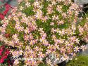 Кореопсис розовый "American Dream" (Coreopsis rosea)