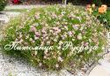 Кореопсис розовый "American Dream" (Coreopsis rosea)