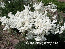 Лабазник "Plena" (Filipendula vulgaris)