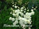 Лабазник "Plena" (Filipendula vulgaris)
