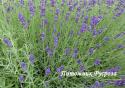 Лаванда "Hidcote" (Lavandula angustifolia)