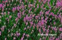 Лаванда "Loddon Pink" (Lavandula angustifolia)