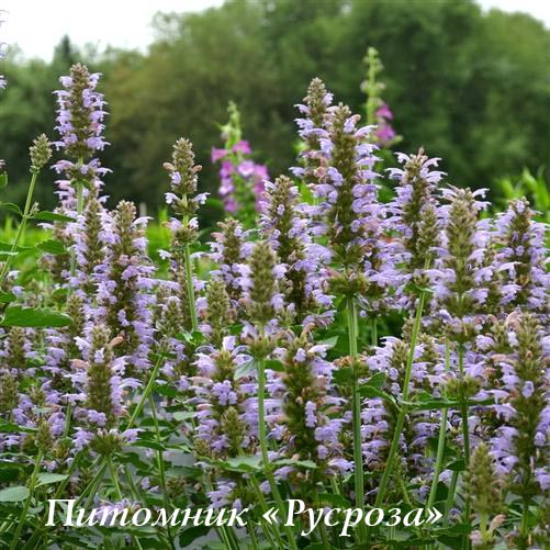 agastache kudos silver blue