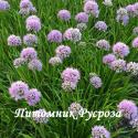 Лук стареющий "Summer Beauty" (Allium senenscens)