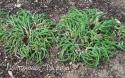 Шнитт-лук "Curly Mauve" (Allium schoenoprasum)