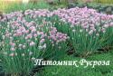 Лук скорода "Rising Star" (Allium schoenoprasum)